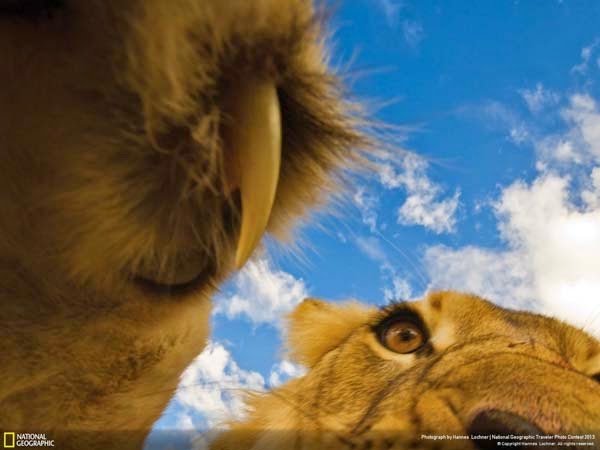 4.) The last thing many animals see - 12 Photos That Prove Nature is Awesome 4.) The last thing many animals see - 12 Photos That Prove Nature is Awesome
