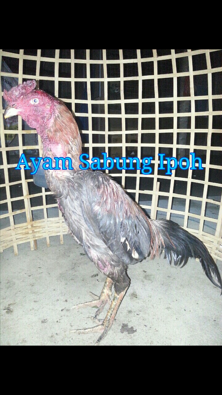 Ayam Sabung Ipoh