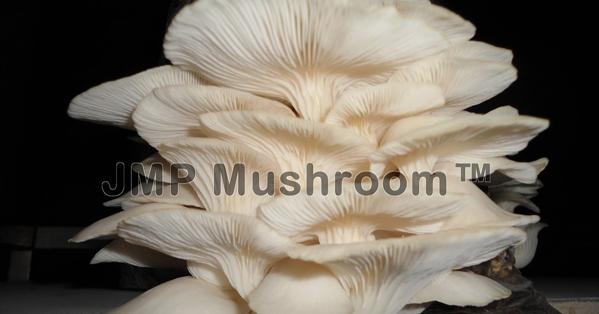 JMP Mushroom: The promising business of growing mushrooms