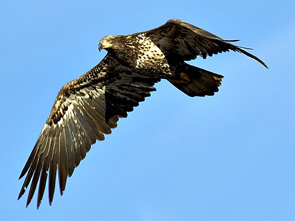 a comparison of the bald eagles and the golden eagles Who do you think will win the fight between the most dangerous birds in the world look out the philippine eagle vs bald eagle comparison. a comparison of the bald eagles and the golden eagles Who do you think will win the fight between the most dangerous birds in the world look out the philippine eagle vs bald eagle comparison.