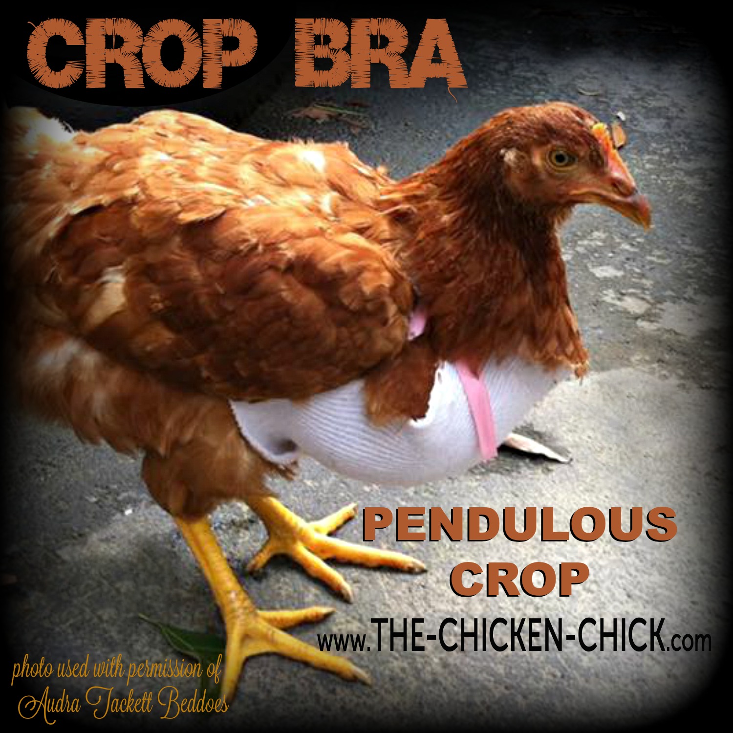 Pendulous Crop in Backyard Chickens The Chicken Chick®