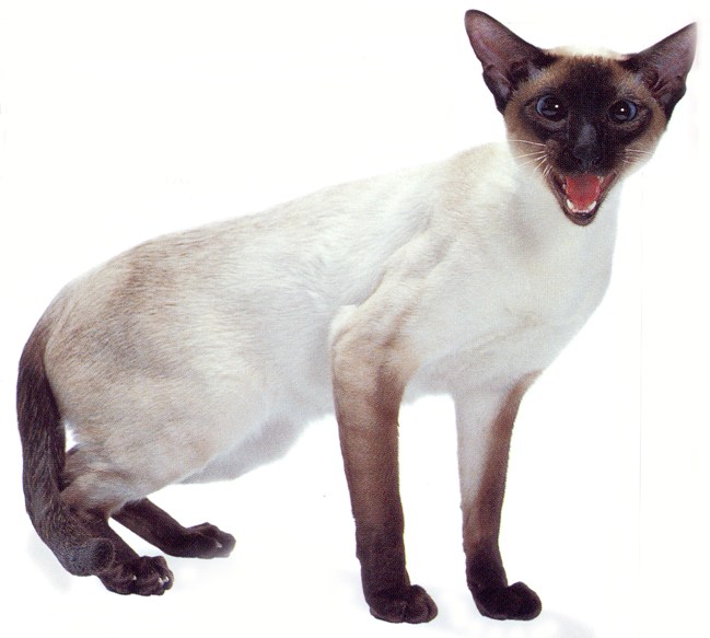 Siamese Cat Meowing Kitten Siamese Cat Meowing Kitten