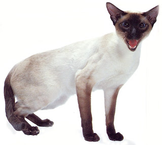 siamase-cat siamase cat pets breed information kitten animal domestic