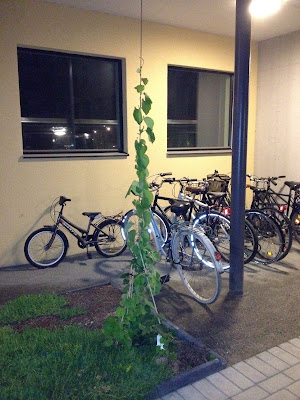 planted vine just starting to grow up tension cable planted vine just starting to grow in courtyard