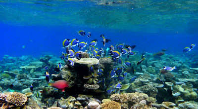 seagrass reefs wetlands
