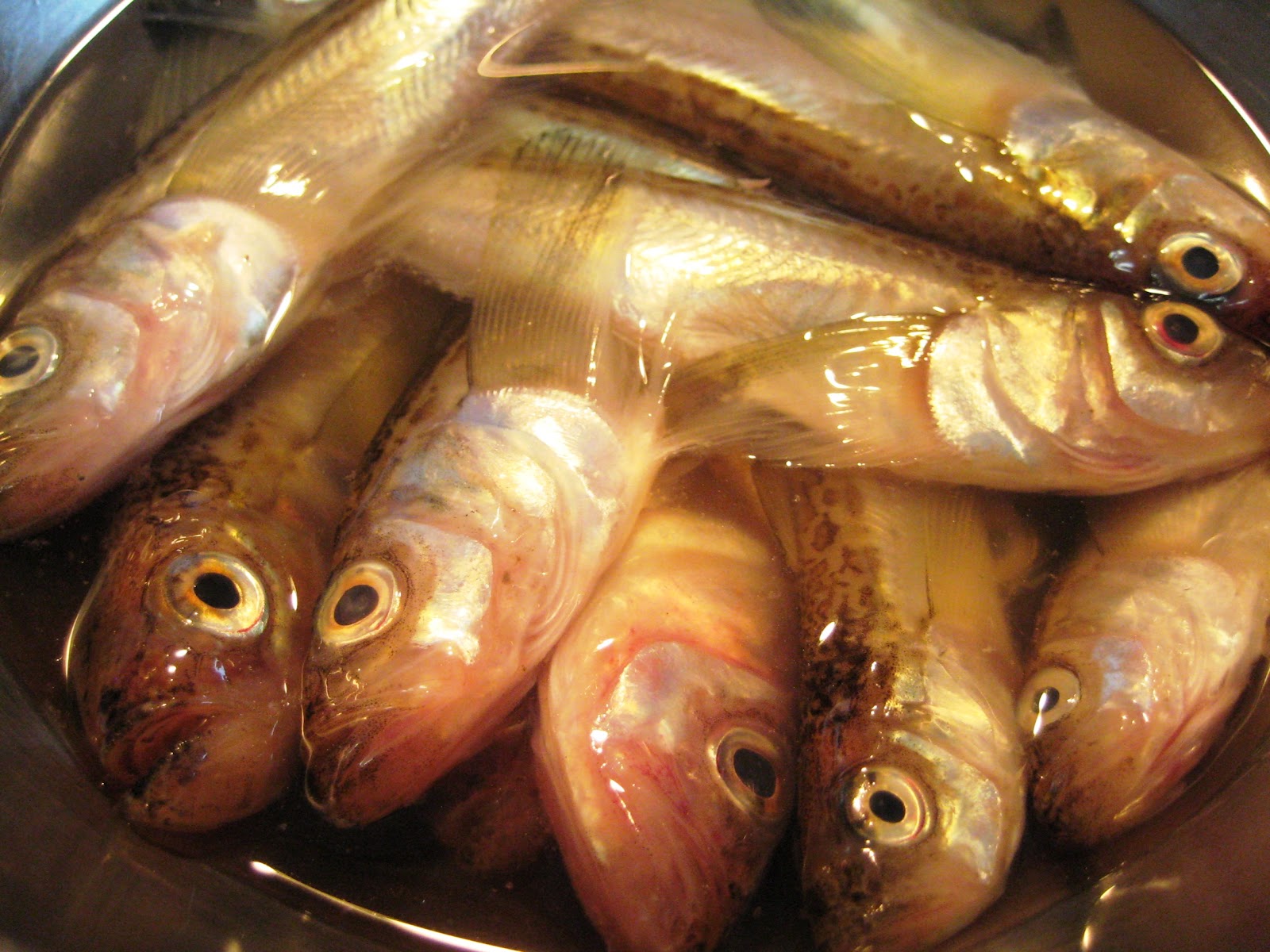 TOKYO COOKS How to make dried fish in a Japanese style