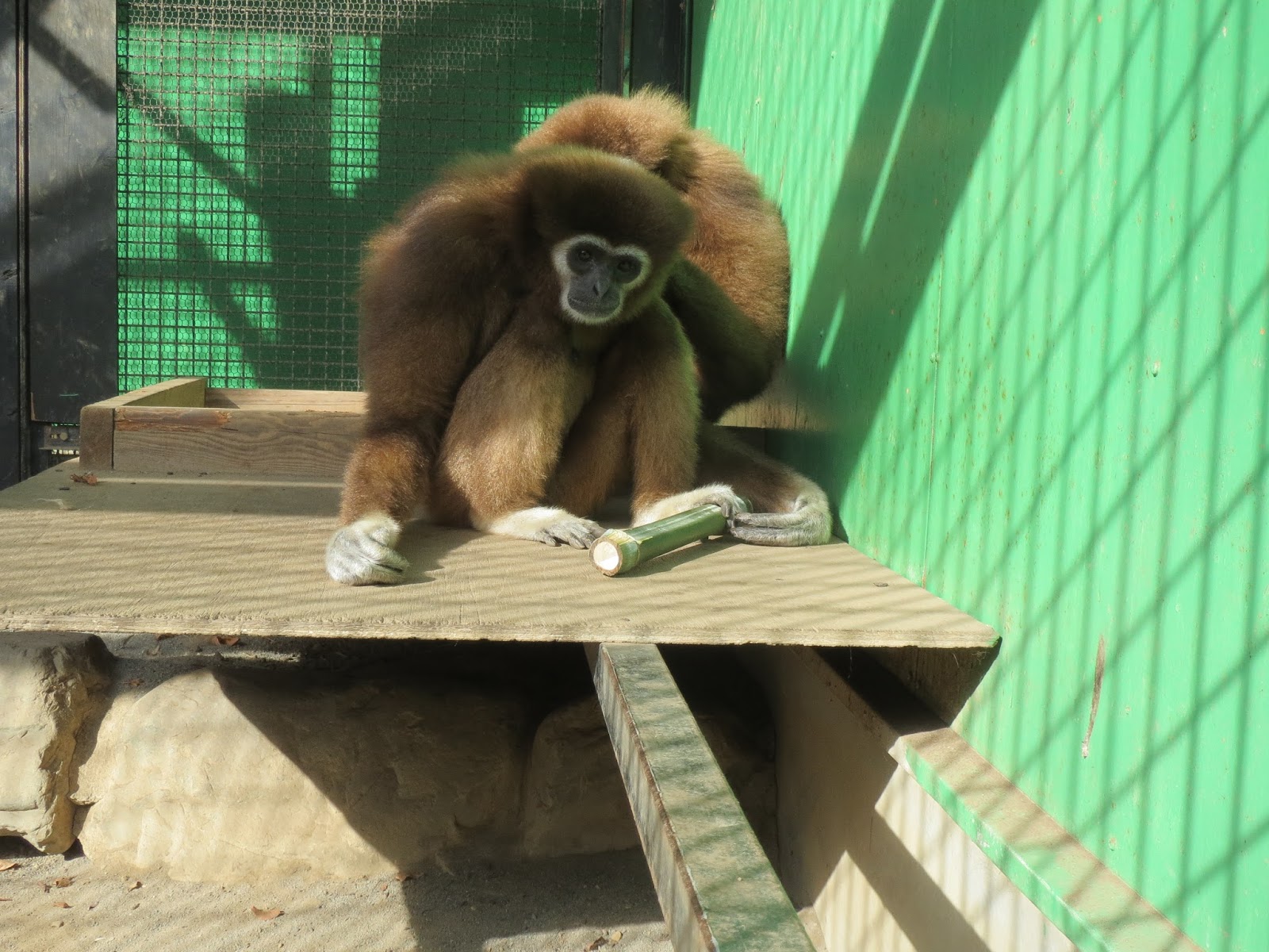 はむらzoo小噺 新年あけましておめでとうございます