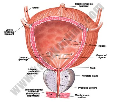 Leaflet | Kanker | Ca | Carsinoma | Prostat | Benign | Prostate | Hypertropy | BPH | Pengertian | Adalah | Resiko | Gejala | Tanda | Screening | PSA | Prostate | Spesific | Antigen