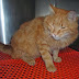 Βρέθηκε τραυματισμένος κοκκινούλης γάτος στο Χαλάνδρι...
