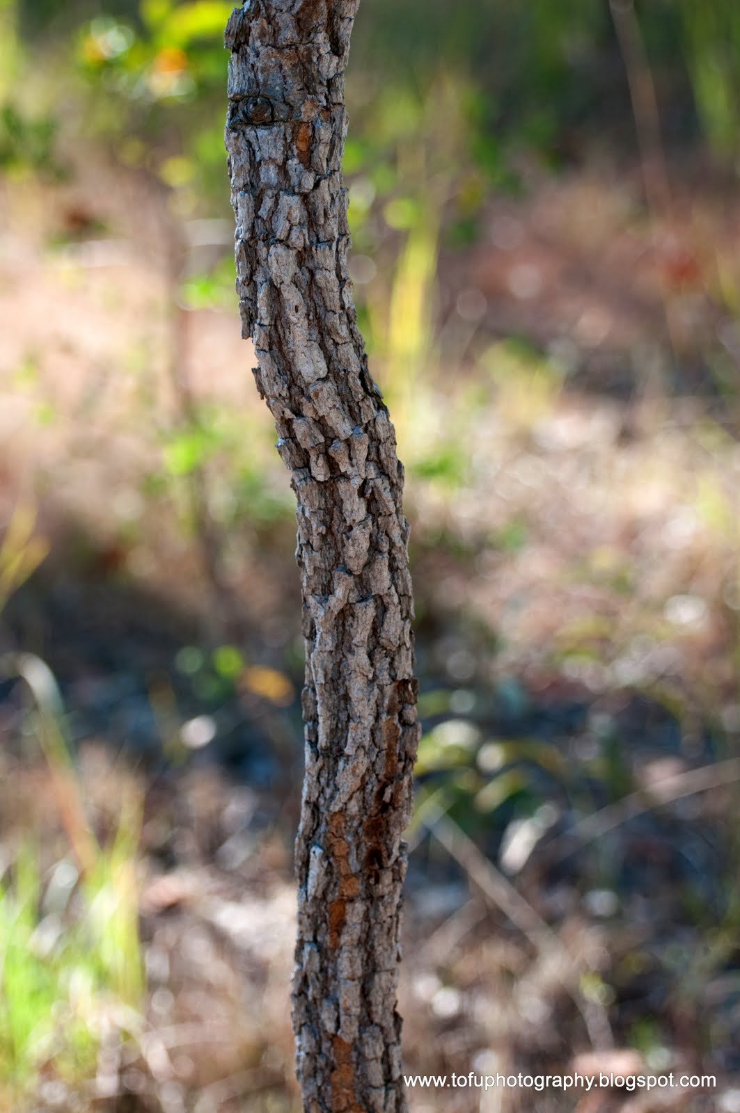 Tofu Photography Slender tree trunk