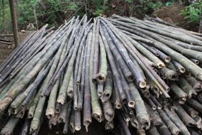 081212812650 Jual Bambu Gombong Petung Surat Apus Murah Bagus Berkualitas