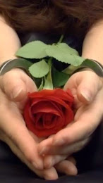 Roses Symbolize Gentleness