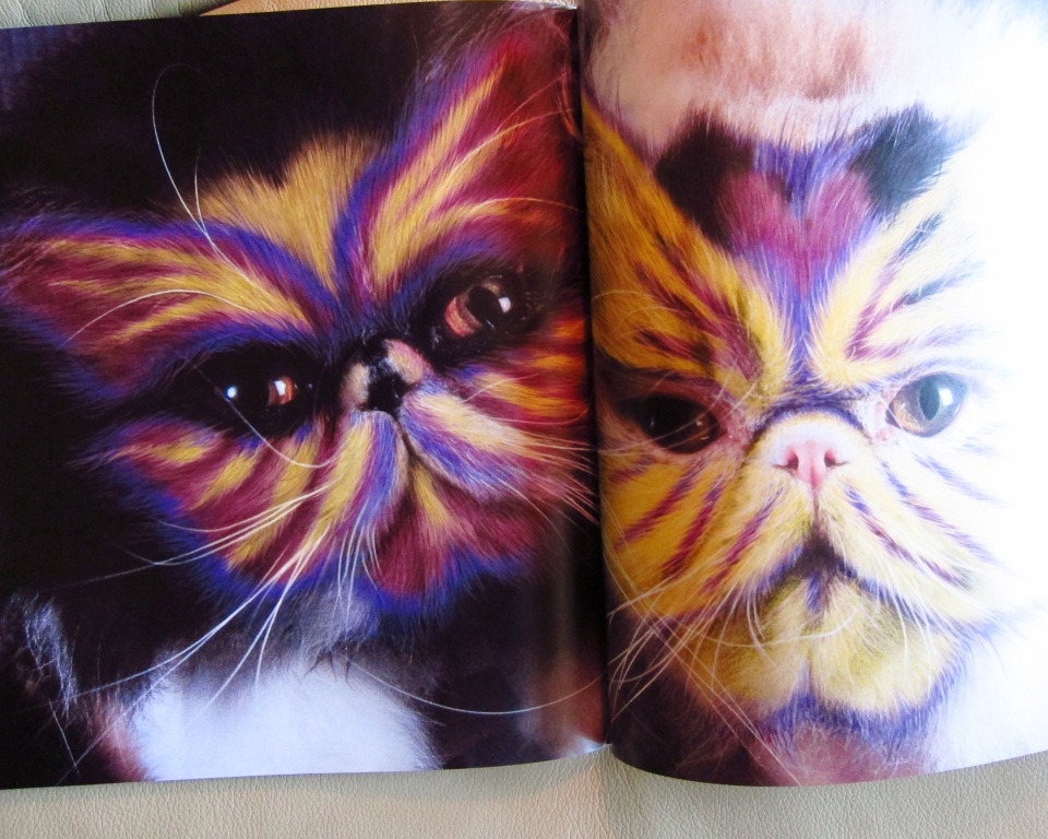 why cats are awesome essay why cats are awesome essay