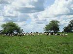 Xaraés Irrigado, Norte de Minas