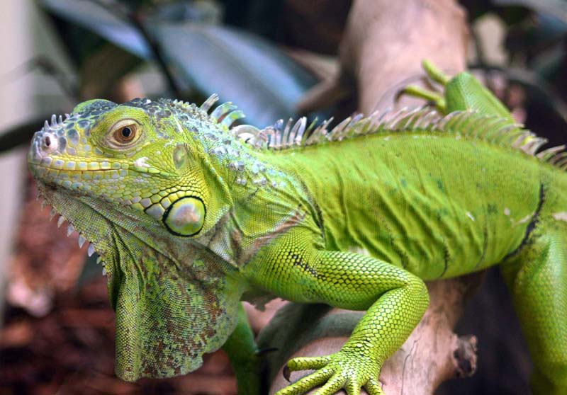 Iguana Animal Fun Animals Wiki, Videos, Pictures, Stories