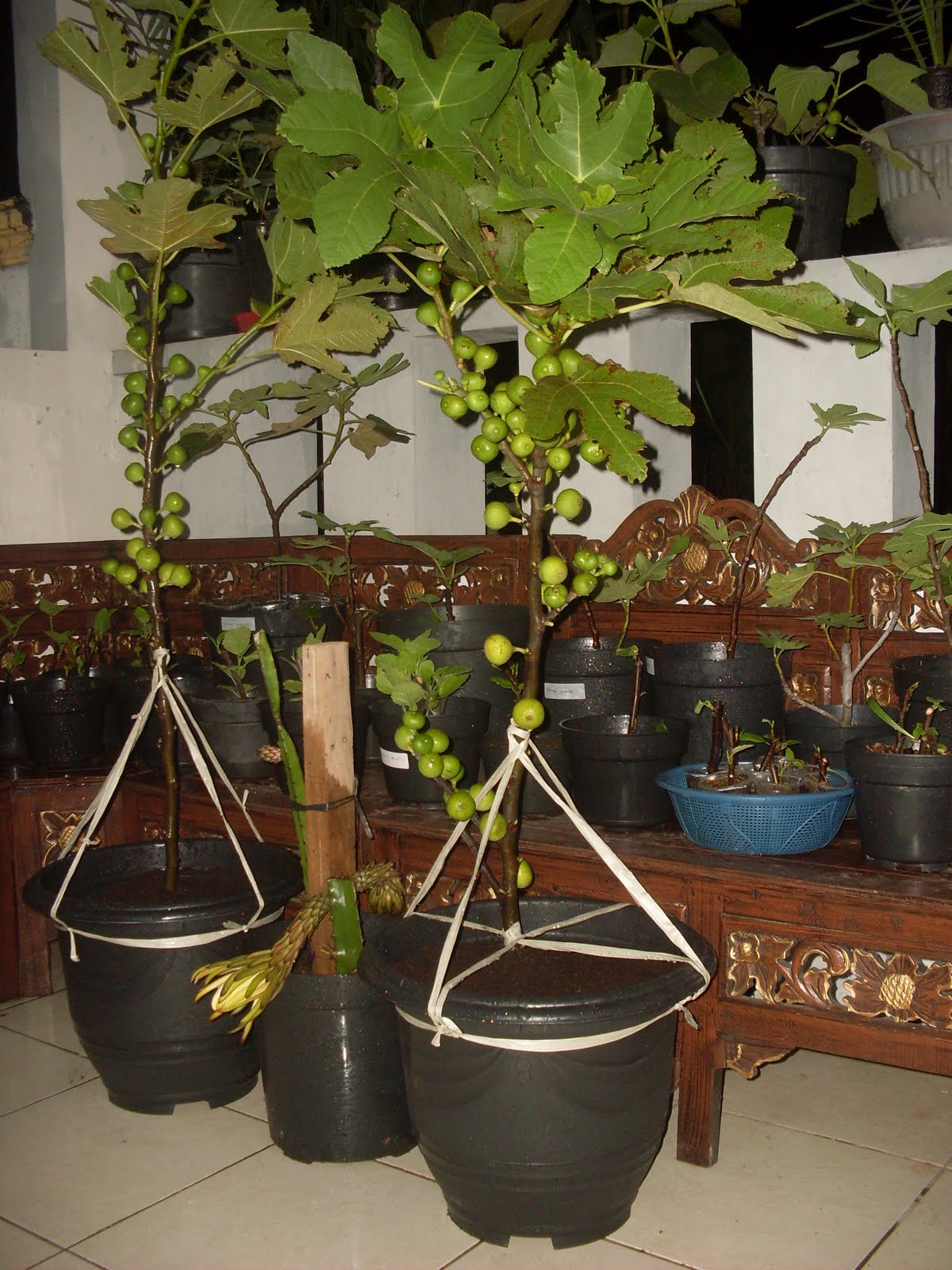 Pohon Buah Tin Berbuah lebat dalam pot |Pohon Buah Tin