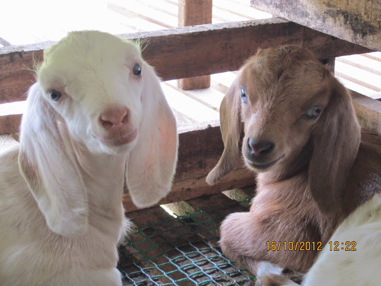 alwigoatfarm