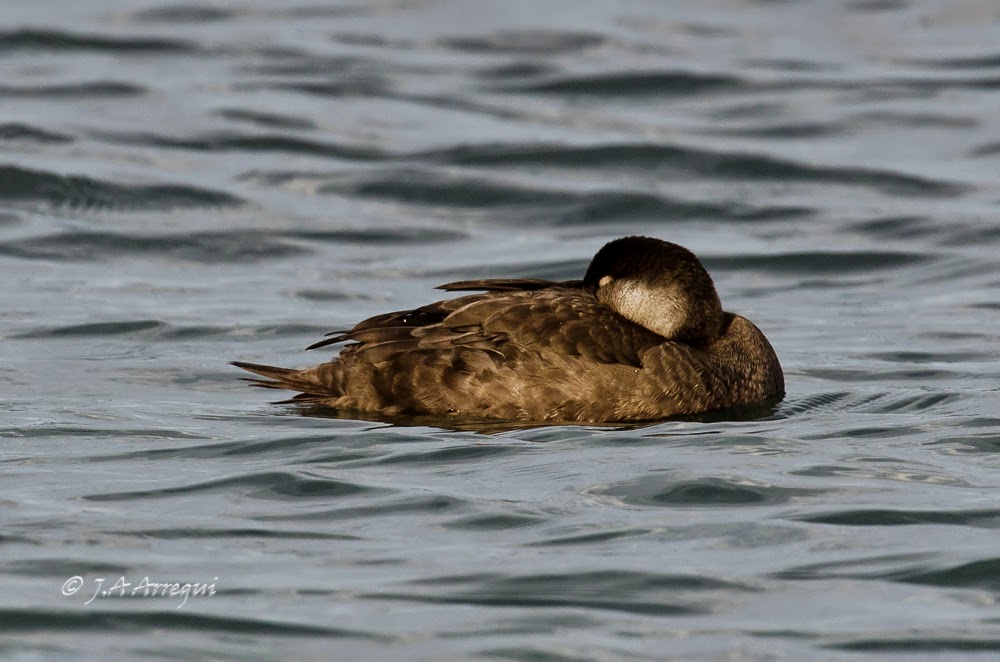 Negrón común, Melanitta nigra, Common Scoter Negrón común, Melanitta nigra, Common Scoter