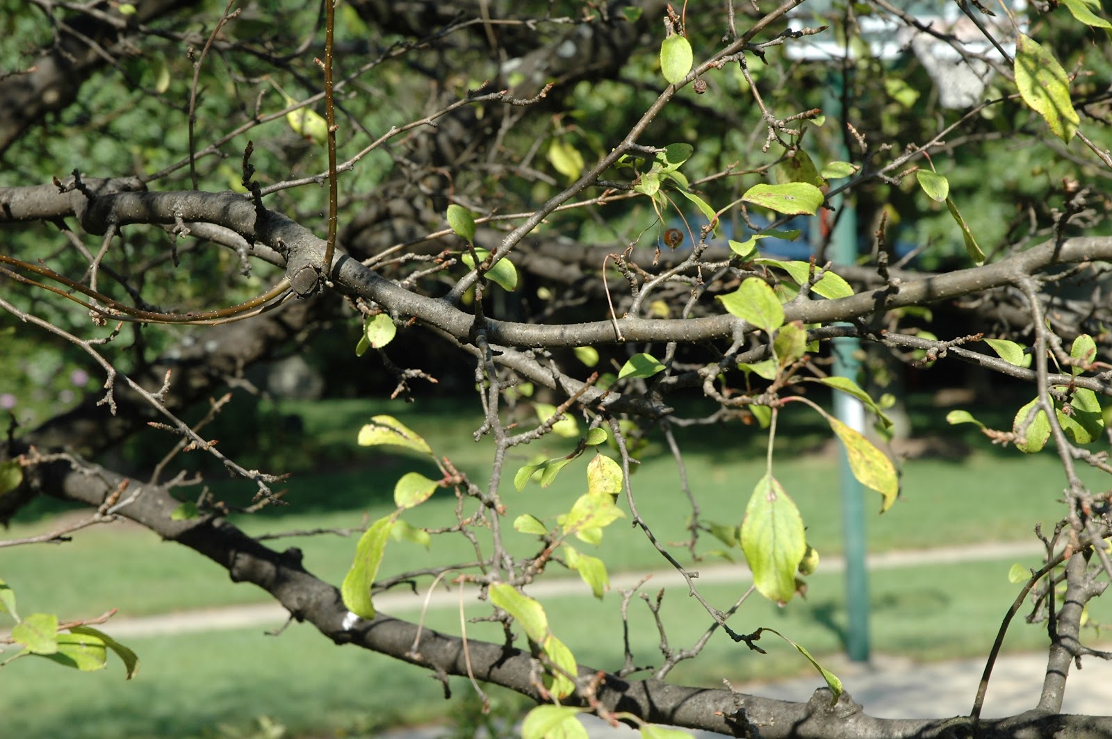 University of Illinois Plant Clinic March 2012