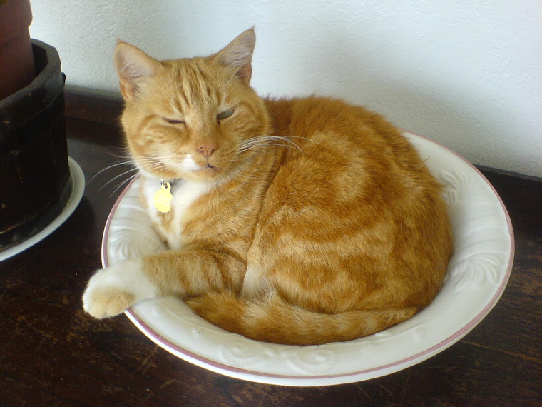 jonesy cat