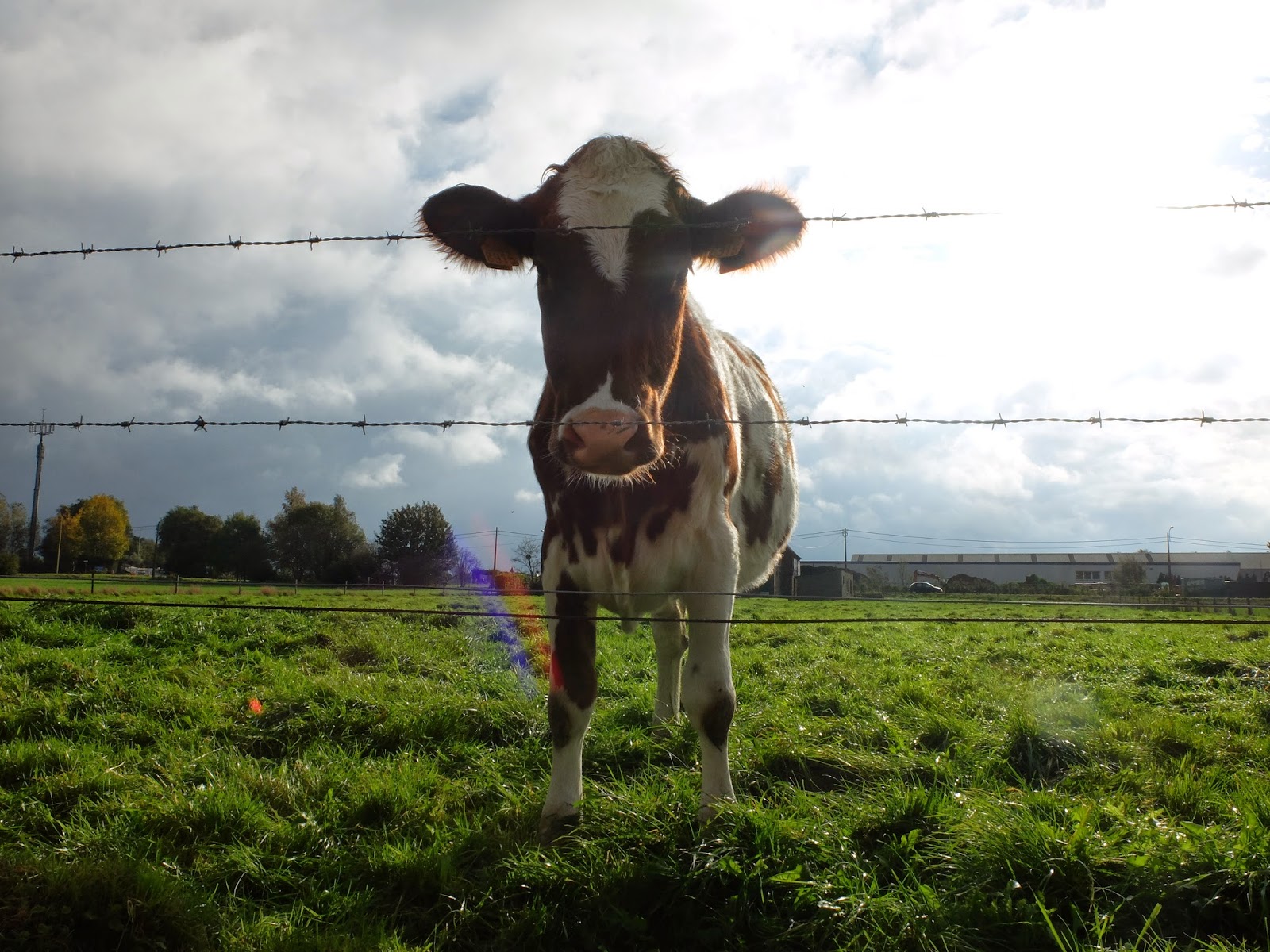 for jade, pipa and kate fear of cows