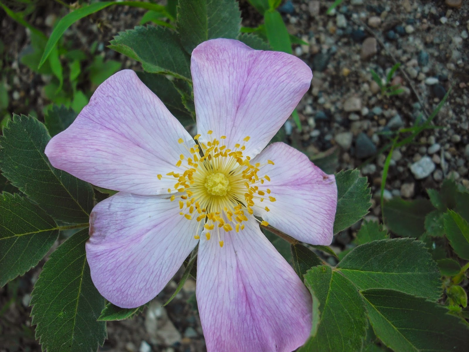Way of the Buffalo Wild Prairie Rose