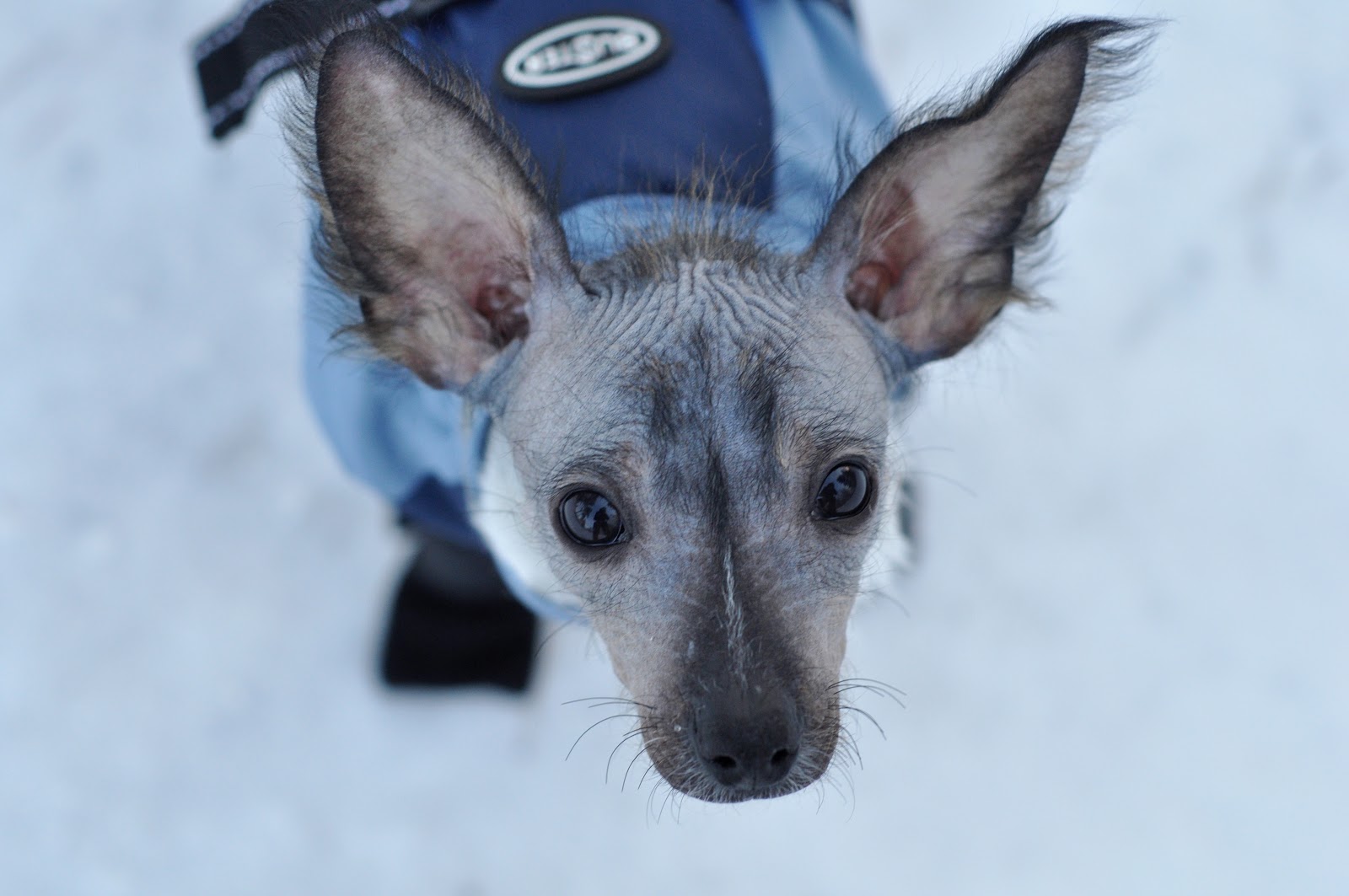 nätdejting skriva meddelanden iphone