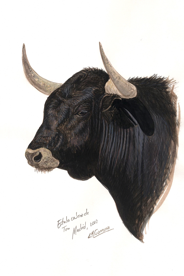 Dibujo cabeza de toro Imagui