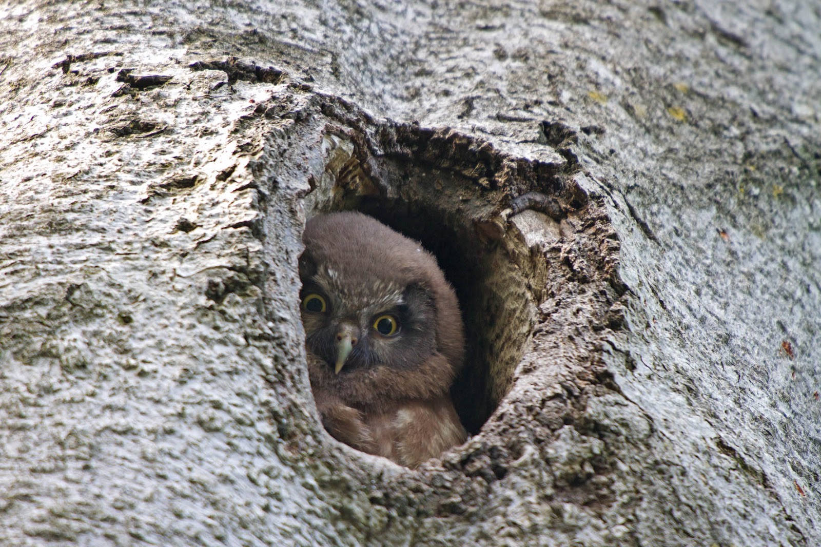 Woodpeckers Of Europe Woodpeckers as providers of nestholes