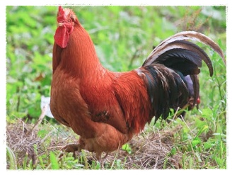 Gambar Ayam Jantan Bertelur | Dunia Binatang