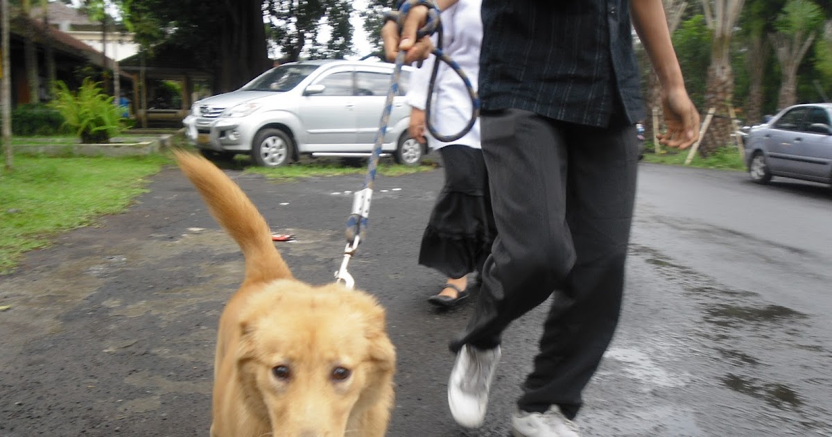 Cara Membersihkan Najis Dari Air Liur Anjing