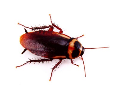 Top 10 Reasons Cockroach Control Fails in Apartments - My Pest News