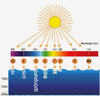 aquaplantarium: Spektrum Cahaya yang Dibutuhkan untuk Fotosintesis