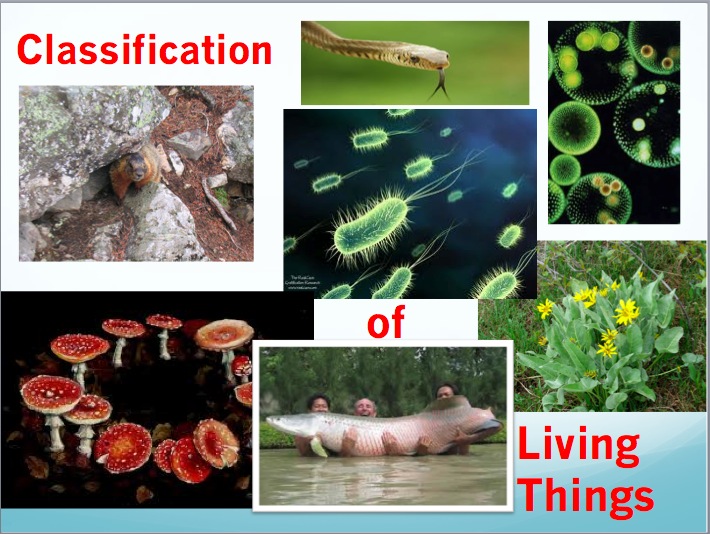 get about classification,