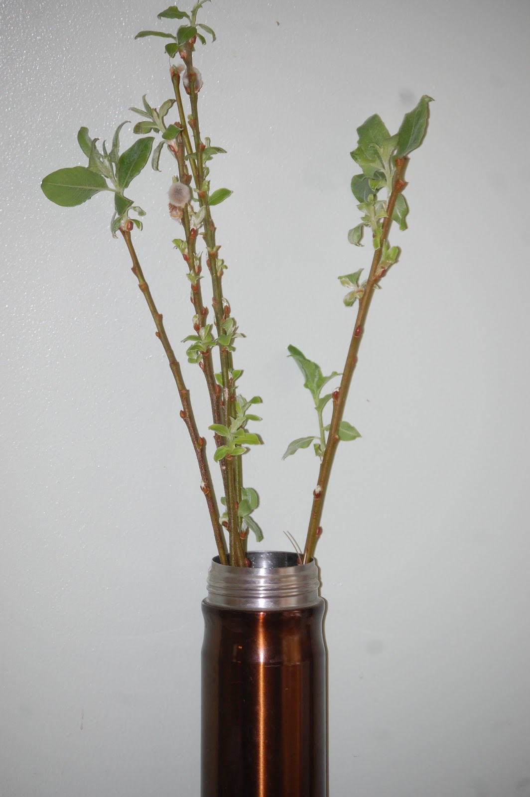 Sprouts How to Propagate PussyWillows