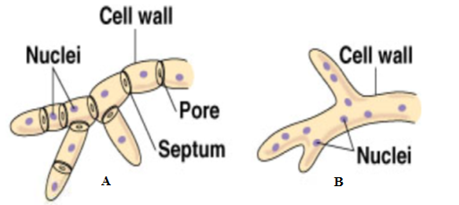Warta Biologi Kingdom Fungi Warta Biologi Kingdom Fungi