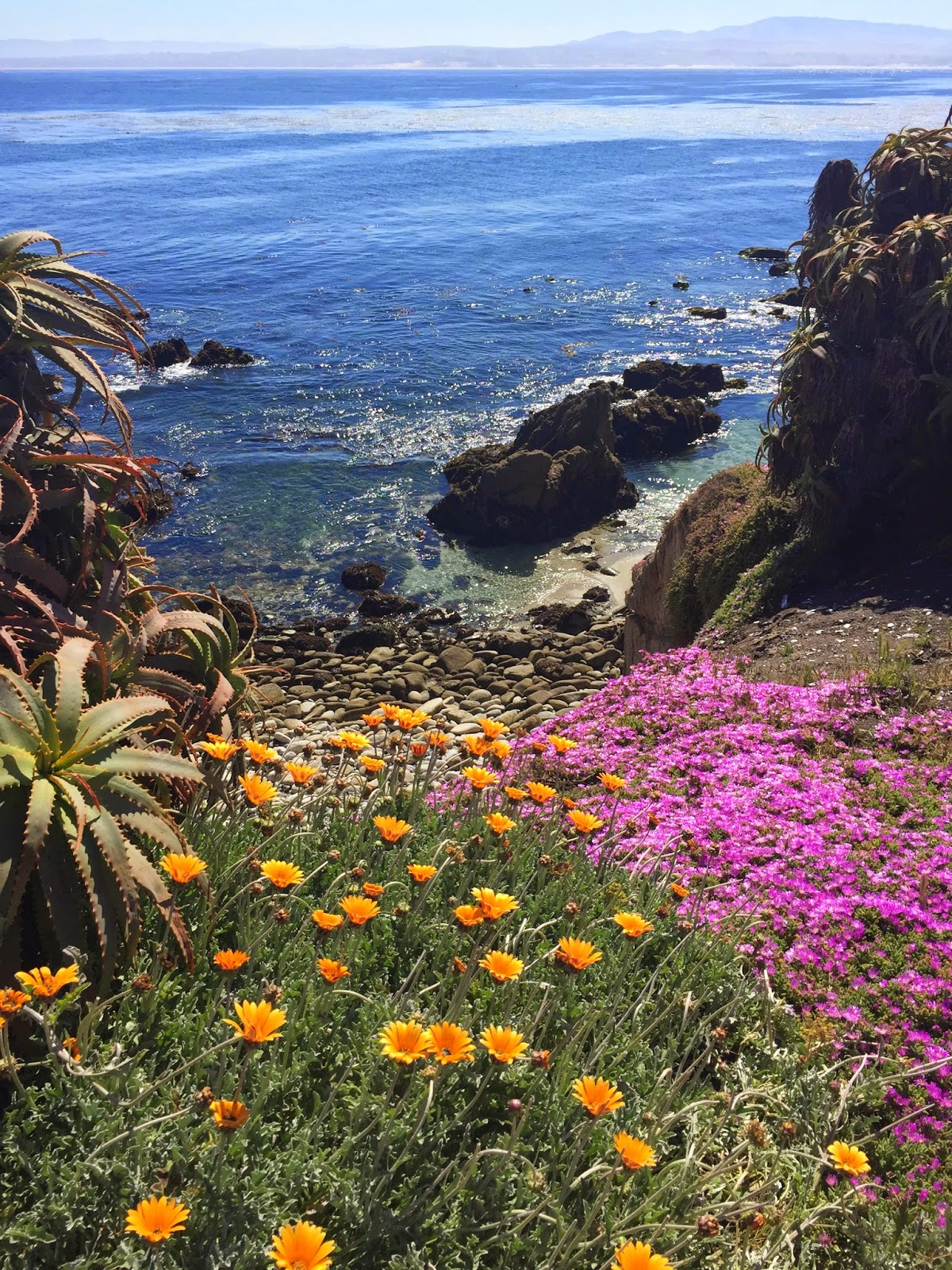 Travel M Girl Pacific Grove in Bloom