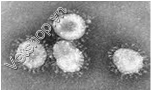 Hình 1: Vi rút Parainfluenzavirus dưới kính hiển vi điện tử
