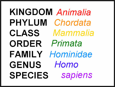 taxonomy human classification humans taxonomic race result myth mixing unnatural science scientific homo pretty sexy