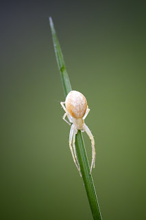 Para ampliar Philodromus albidus hacer clic