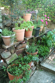 Growing herbs in pots and planters for easy use