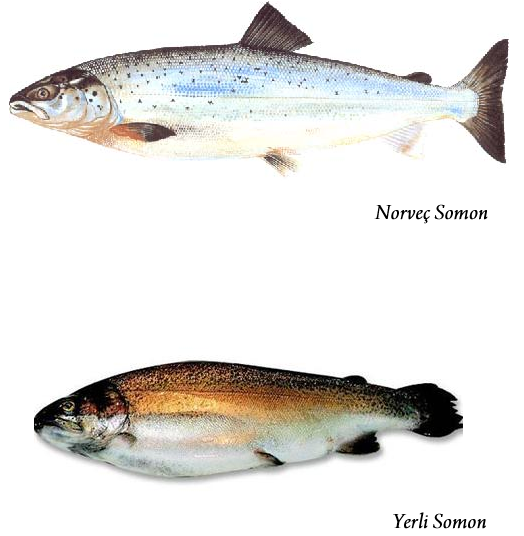 somon baligi en iyi balik yemekleri tarifi