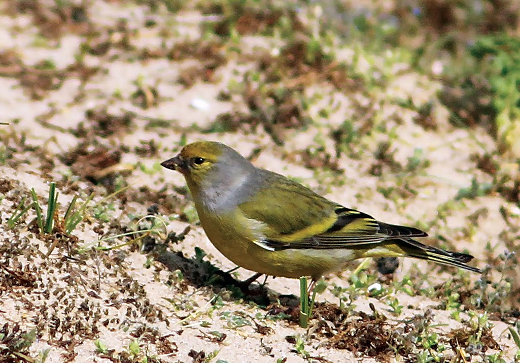 CITRIL FINCH