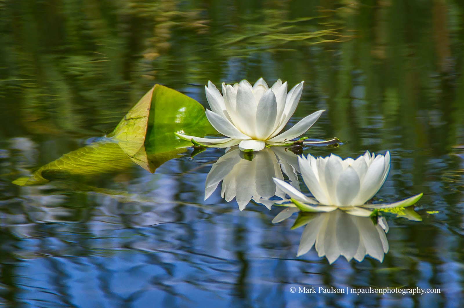 MAP Artistic Photography Photo of the Day Water Lilies Reflection