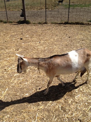 Mama goat walking in her pen.