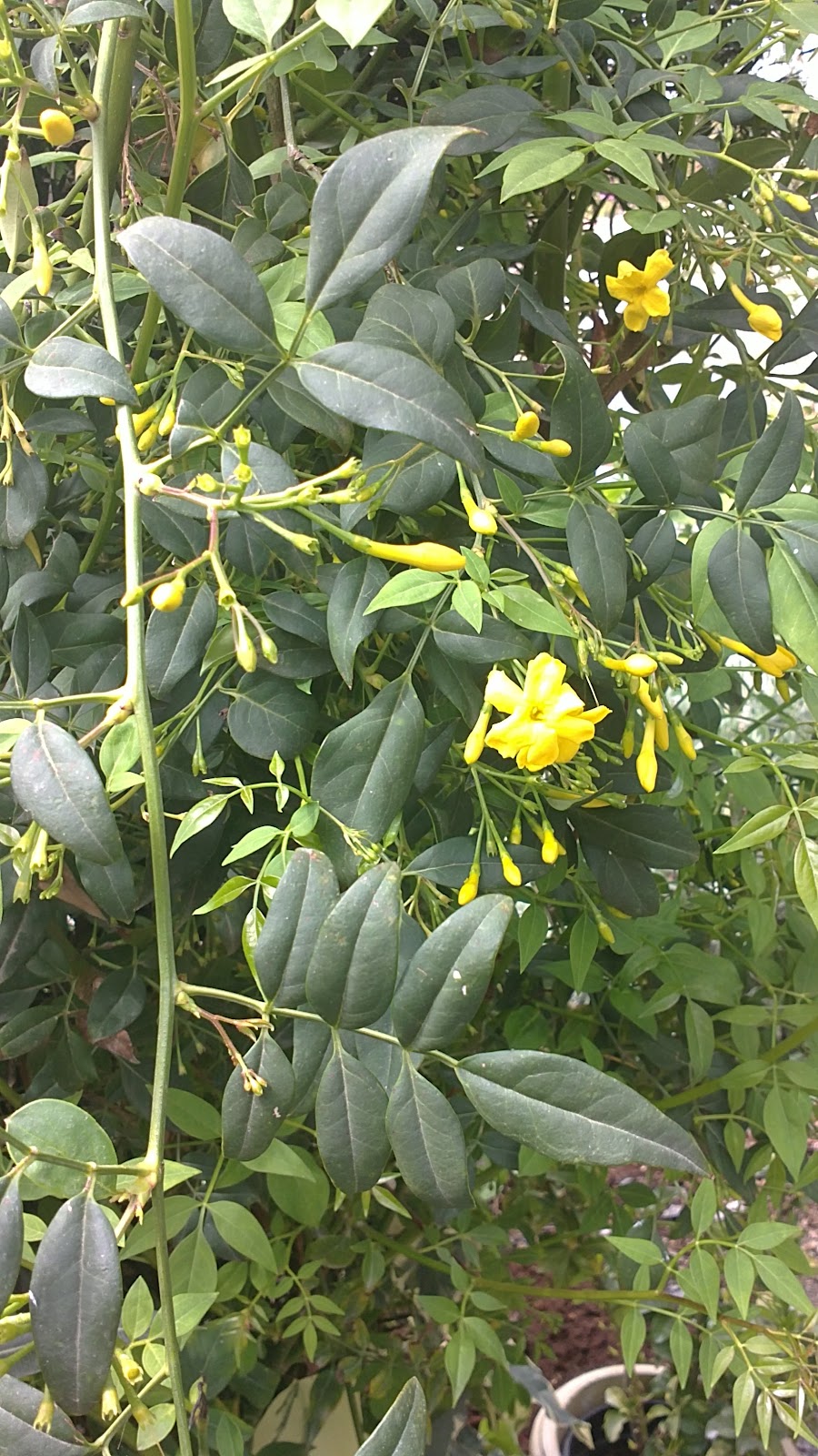 In A Costa Tropical Garden Jasminum humile 'Revolutum'....... Yellow