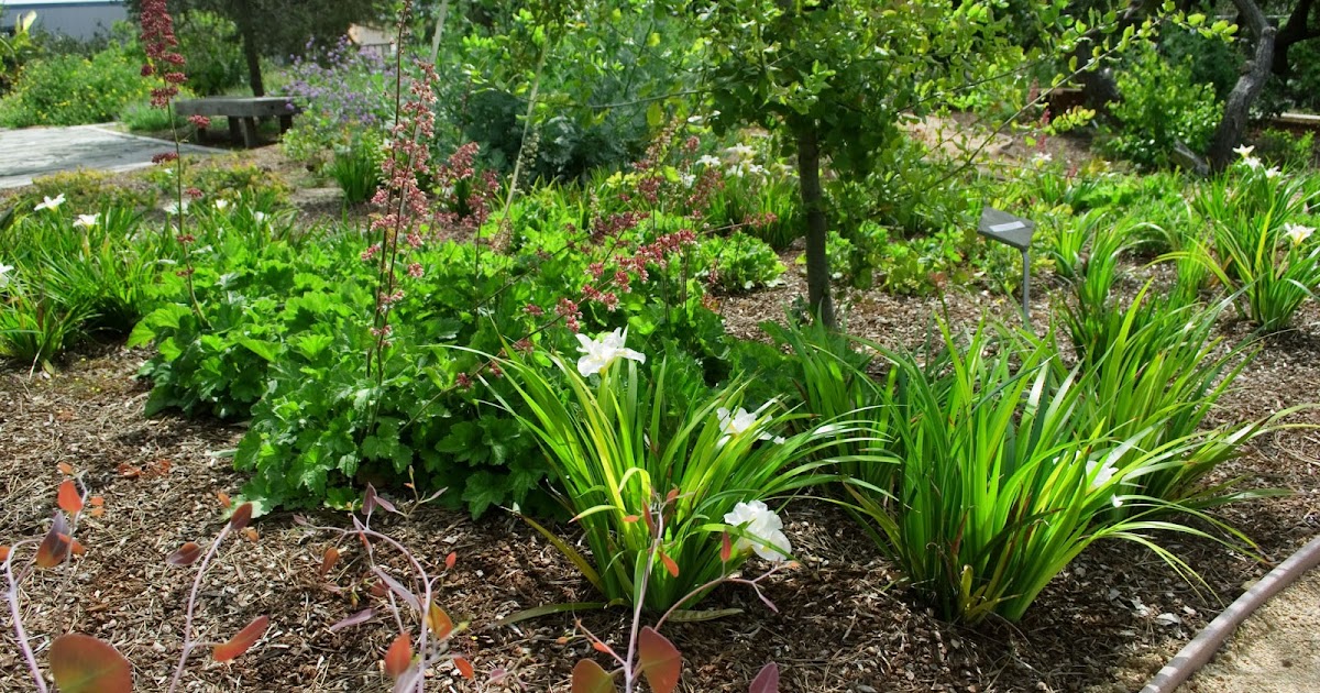 California Native Plants...San Diego Style!! South Bay Botanical Garden