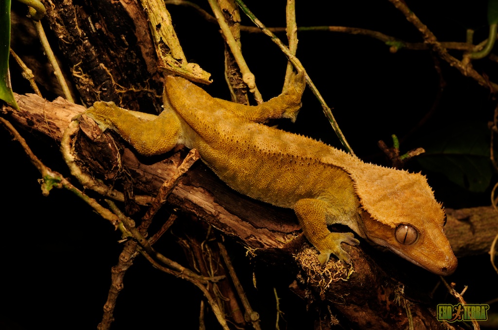 Crested Gecko The yellow crested geckos of the Isle of Pines...