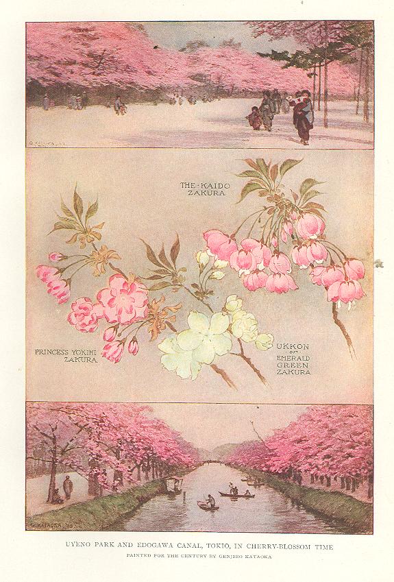 Digital History Project Cherry Blossom Time In Japan Tokyo Kioto