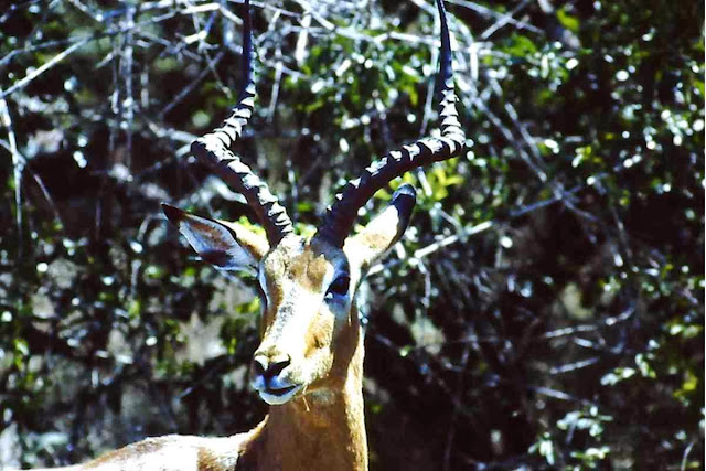 Impala - Animals in Africa